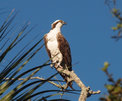 [The osprey is perched on a leafless branch facing the camera with its head turned to the right. There are some palm fronts coming from the lower left which stripe across the bird's body on the image. The osprey has brown wings and a brown stripe on its head which goes from its eye to the back of its head. The rest of the body is white. Its eye is yellow with a dark center and its hooked beak is blackish grey..]